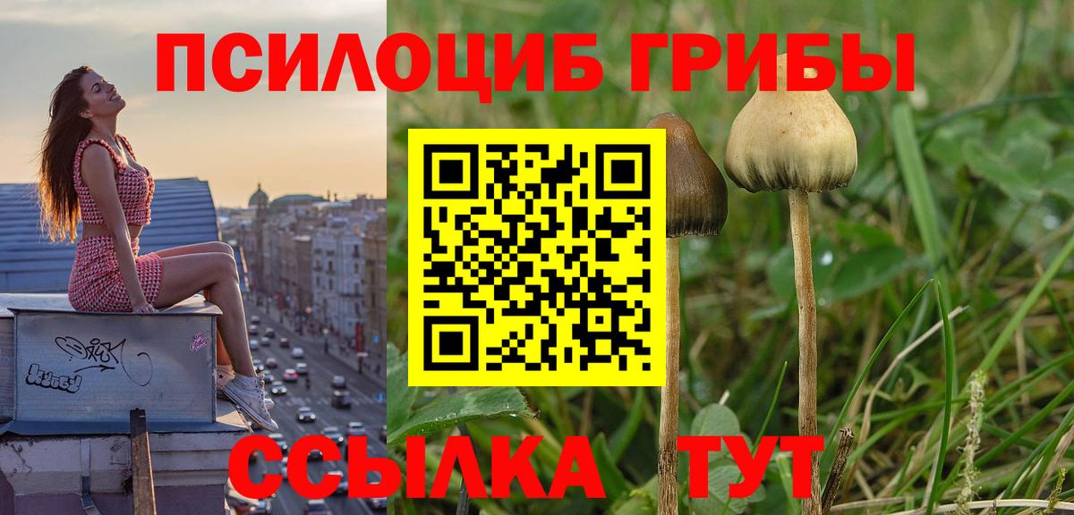 Галлюциногенные грибы Psilocybe Красноармейск
